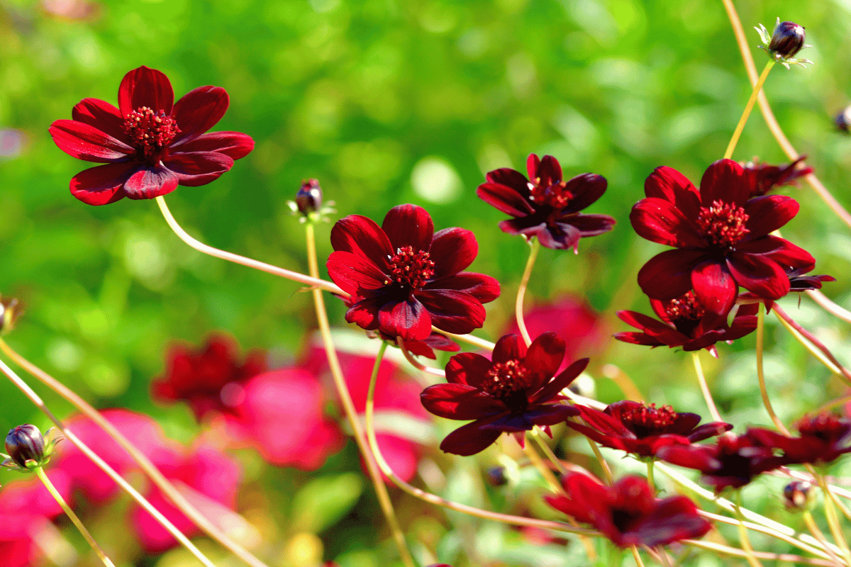 Chocolate cosmos (Cosmos atrosanguineus).png